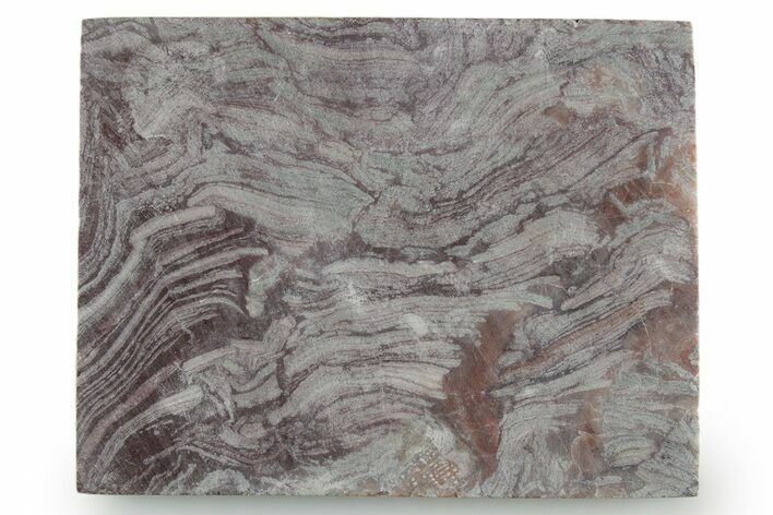 Polished, Neoproterozoic Stromatolite (Conophyton) - Morocco #347345
